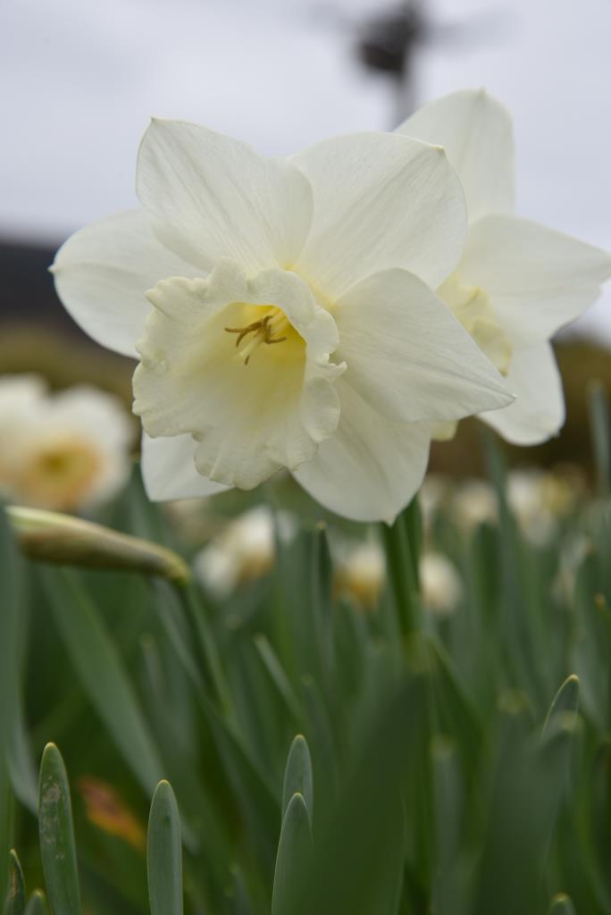 Narcissus Macro